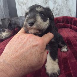 Anastasia - Black and silver female Miniature Schnauzer puppy in Panama City, Florida from Emerald Coast Schnauzers