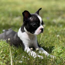 Boston Terrier Puppies from Dixe Hill Dogs