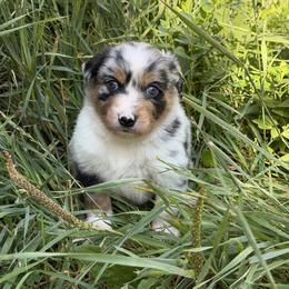 Surfer - Blue merle male Miniature American Shepherd puppy in New Mexico from Von Südwest German Shepherds and Mosaic Mini American Shepherds