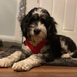 Bernedoodles, Cavapoos, Goldendoodles, and Schnoodles from Doodle Kin
