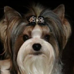 Yorkshire Terriers from Smoky Mountain Furbabies