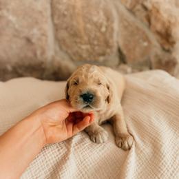 Theodore - Apricot male Goldendoodle puppy in Yukon, Oklahoma from Bows and Ties Doodles, LLC