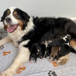 Australian Shepherd puppies from Aussie4Life