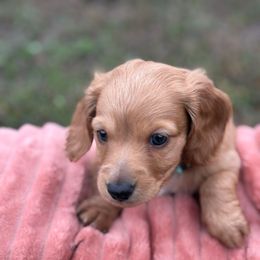 Red Hot (AKC) - Red male Dachshund puppy in Marshfield, Missouri from Hilltop Kennel LLC