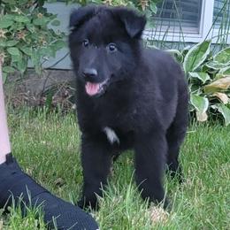 Girl 1 Yellow collar - Black female Belgian Sheepdog puppy in Green Bluff, Washington from Clawson Belgians