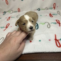 Girl 1 - Apricot female Maltipoo puppy in Clover, South Carolina from Cudi’s Buddies