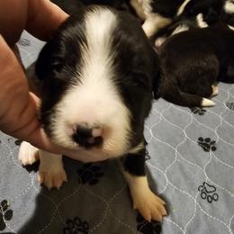Boy3 - Black and white male Border Collie puppy in Wildwood, Florida from Isle Breez Border Collies