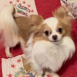 AJAX - Chihuahua