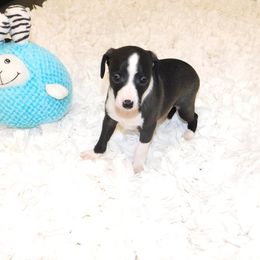 Nate' Male 3 - Black male Italian Greyhound puppy in Caryville Fl And Sparta Tn, Tennessee from Summerwind Kennel