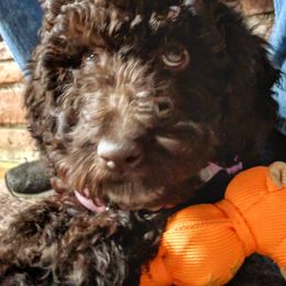 Australian Labradoodle Puppies from GorgeousDoodles