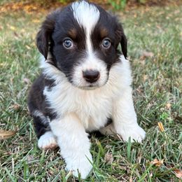 Donna - Red tri-color female Australian Shepherd puppy in Butler, Georgia from Aussies at Howling Hill Farm