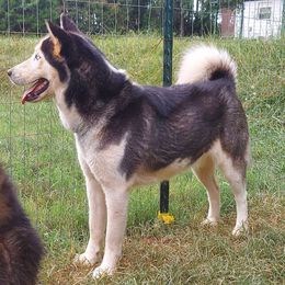 Summer - Black and white female Siberian Husky puppy in Vale, North Carolina from Sirens Song Siberian Huskies
