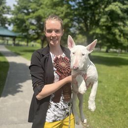 Arrow - White female Bull Terrier puppy in Sprauge, Washington from Mark My Words Bull Terriers