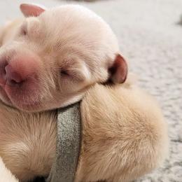 Labrador Retrievers from Mountain Valley Kennels