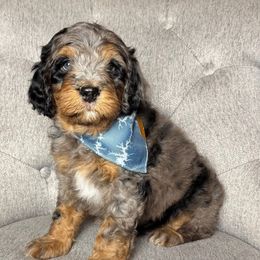 Sawyer - Merle male Bernedoodle puppy in Hillsboro, Oregon from Myt fine doodles
