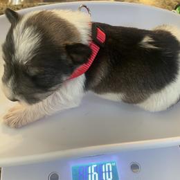 Boy 1 - Parti male Miniature Schnauzer puppy in Flintstone, Georgia from Lovey Mini Schnauzers