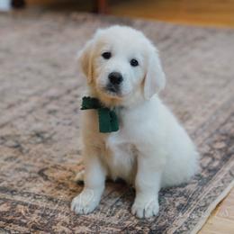 Forest - Light golden male Golden Retriever puppy in Bedford, Indiana from Indiana Goldens