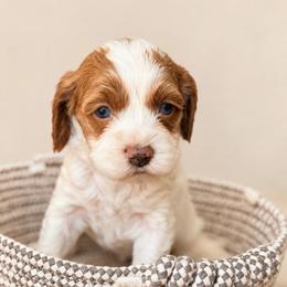 Winnie - Red and white female Cockapoo puppy in Santa Barbara, California from K+C Doodles