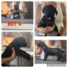 Boy 4 - Cane Corso puppy in Tennessee from Nuovo Inizi Kennels