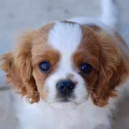 Cavalier King Charles Spaniel and Rottweiler Puppies from Nighthawk Rottweilers & Cavalier King Charles Spaniels