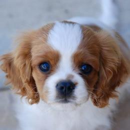 Cavalier King Charles Spaniel and Rottweiler Puppies from Nighthawk Rottweilers & Cavalier King Charles Spaniels