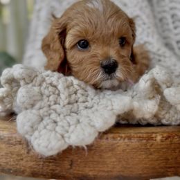 Cupcake - Apricot female Cavapoo puppy in Arlington, Texas from Van Haselen Poodles and Doodles