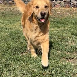 Nugget - Golden Retriever
