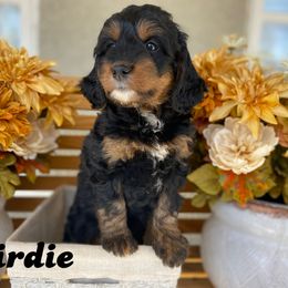 Australian Labradoodle, Bernedoodle, and Cockapoo Puppies from Dream Doodles and Cockapoos