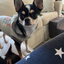 Legacy - Chihuahua