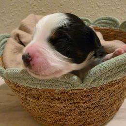 Ranger - Black tri male Miniature American Shepherd puppy in Bristol, Tennessee from Riverstone Aussies