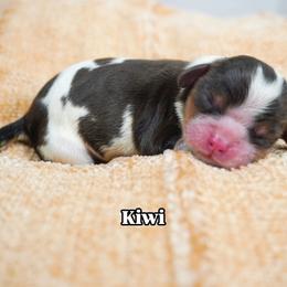 Kiwi - Chocolate female Cavalier King Charles Spaniel puppy in Nampa, Idaho from Heart Mountain Cavaliers & Floating Feathers Kennel