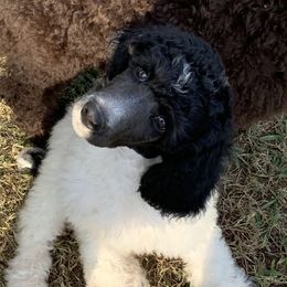 French Bulldogs and Poodles from Storybook Standards