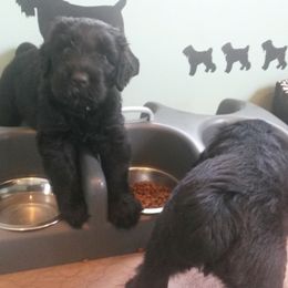 Black Russian Terrier and Cavalier King Charles Spaniel Puppies from Ocean Gem & Guardian Bears