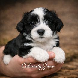 Girl 1 - Black and white female Havanese puppy in Kinston, North Carolina from Colhaven Havanese