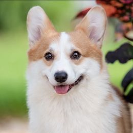 Rozy - Pembroke Welsh Corgi