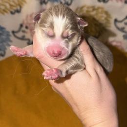Girl 2 - Lavender female Pomsky puppy in Centerville, Iowa from LJ Kennels Pomskies, LLC