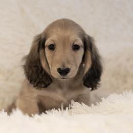 Tug 5000 dollars - Cream male Dachshund puppy in Crystal, Michigan from Mare-bella Dachshunds