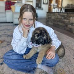 Luna - Mahogany and white female Saint Berdoodle puppy in Beaver, Utah from Rocky Ridge Ranch