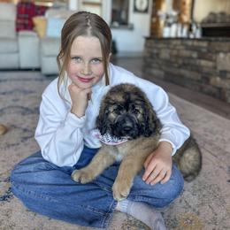 Luna - Mahogany and white female Saint Berdoodle puppy in Beaver, Utah from Rocky Ridge Ranch