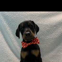 Doberman Pinscher Puppies from JM Dobermans