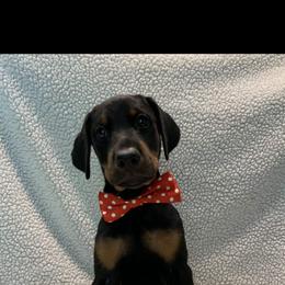 Doberman Pinscher Puppies from JM Dobermans
