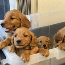 Red collar male - Dark golden male Golden Retriever puppy in Yucaipa, California from Blessed Goldens