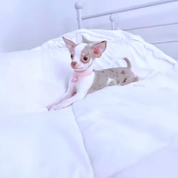 Chihuahua Puppies from Petite Pups LLC