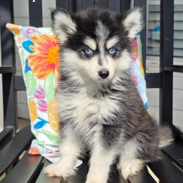 Rip SALE 4000 - Black and white male Pomsky puppy in Christiana, Tennessee from Smoky Mountain Pomskies