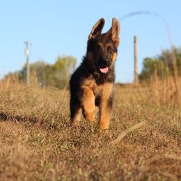 German Shepherd All Grown Up from Haus Wesmiller