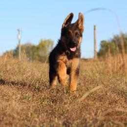 German Shepherd All Grown Up from Haus Wesmiller