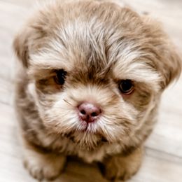 Porcia Plum - Lilac female Shih Tzu puppy in Jacksonville, Florida from Shih Tzus of Jacksonville