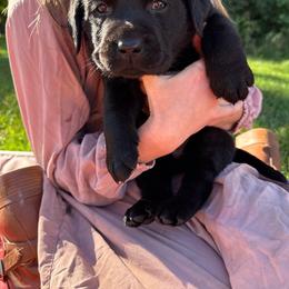 Acorn- green collar - Black male Labrador Retriever puppy in Isanti, Minnesota from Four Corners Family Labs