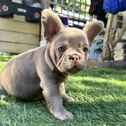 Carti - Blue fawn French Bulldog puppy in Tracy, California from EST Kennels