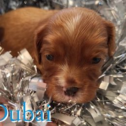 Dubai - Ruby male Cavalier King Charles Spaniel puppy in Rockville, Maryland from Skais the Limit Cavaliers